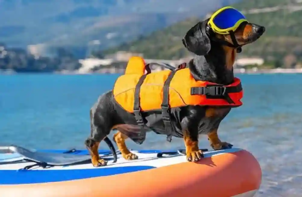 Invest In A Dog Life Jacket