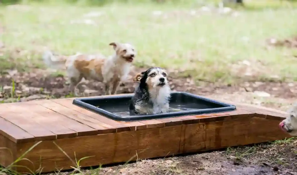 Consider Making A DIY Dog Pool