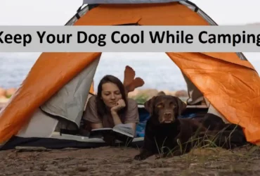 Keep Your Dog Cool While Camping