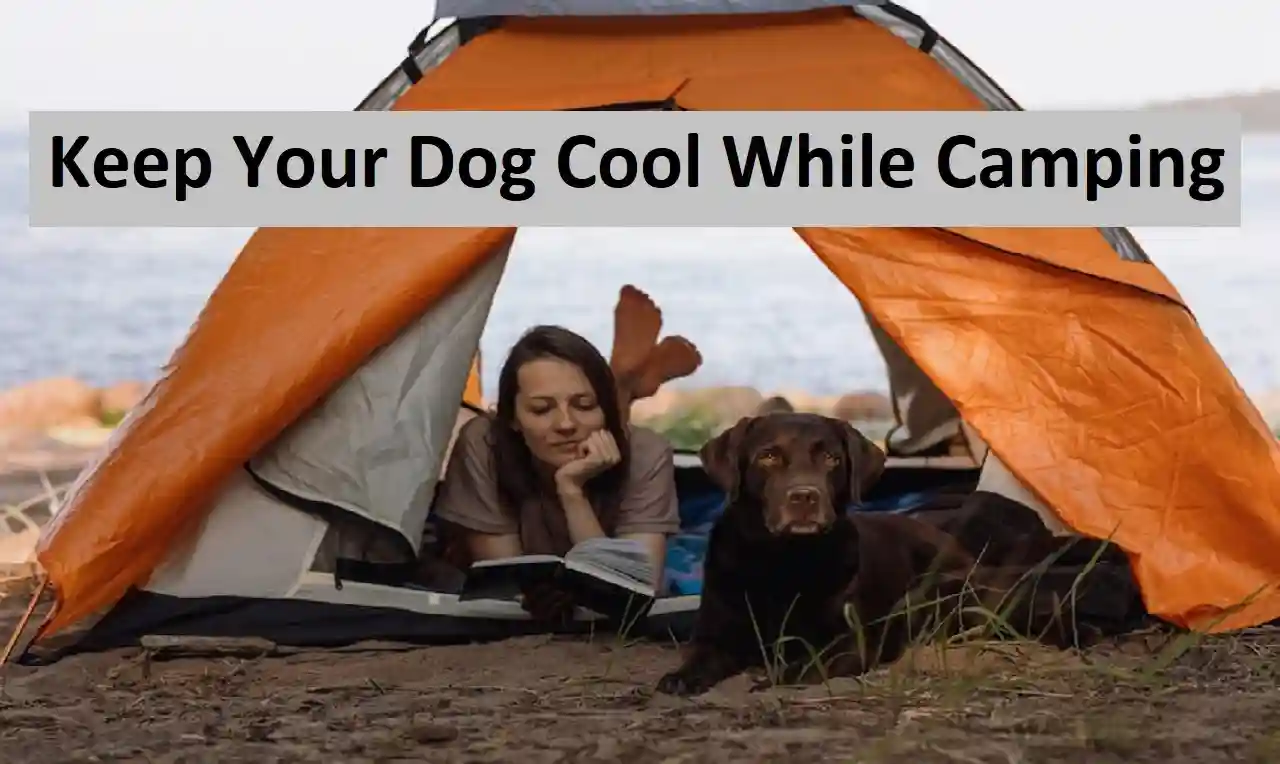 Keep Your Dog Cool While Camping