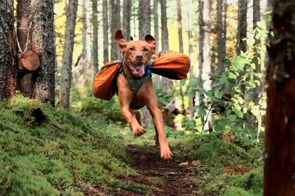 Hiking Gear for Dogs
