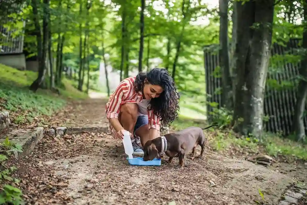Bring Plenty of Water and a Portable Bowl for Your Dog on Hikes
