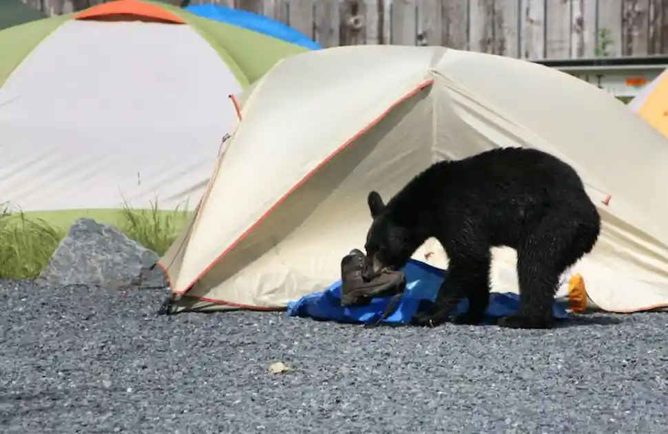 What to Do If the Bear Touches or Paws at Your Tent