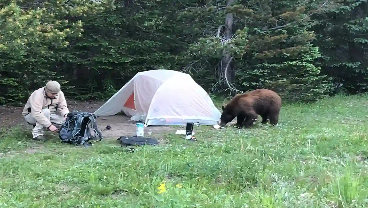 What to Do if a Bear is Outside your Tent